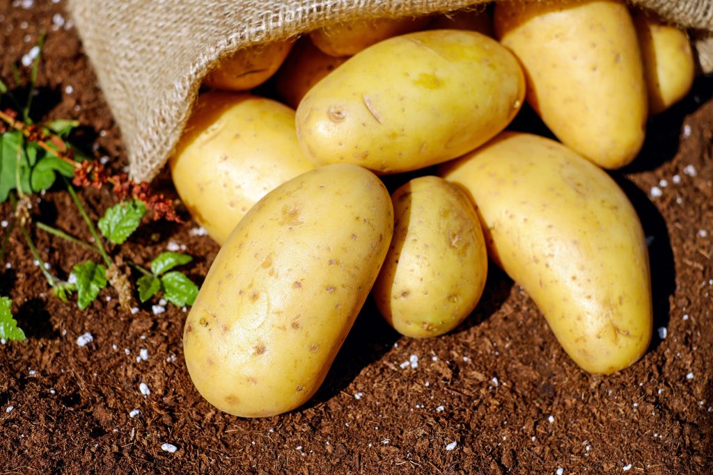2008 blev potatisens år för att FN ville belysa rotfruktens roll i att minska hungersnöd