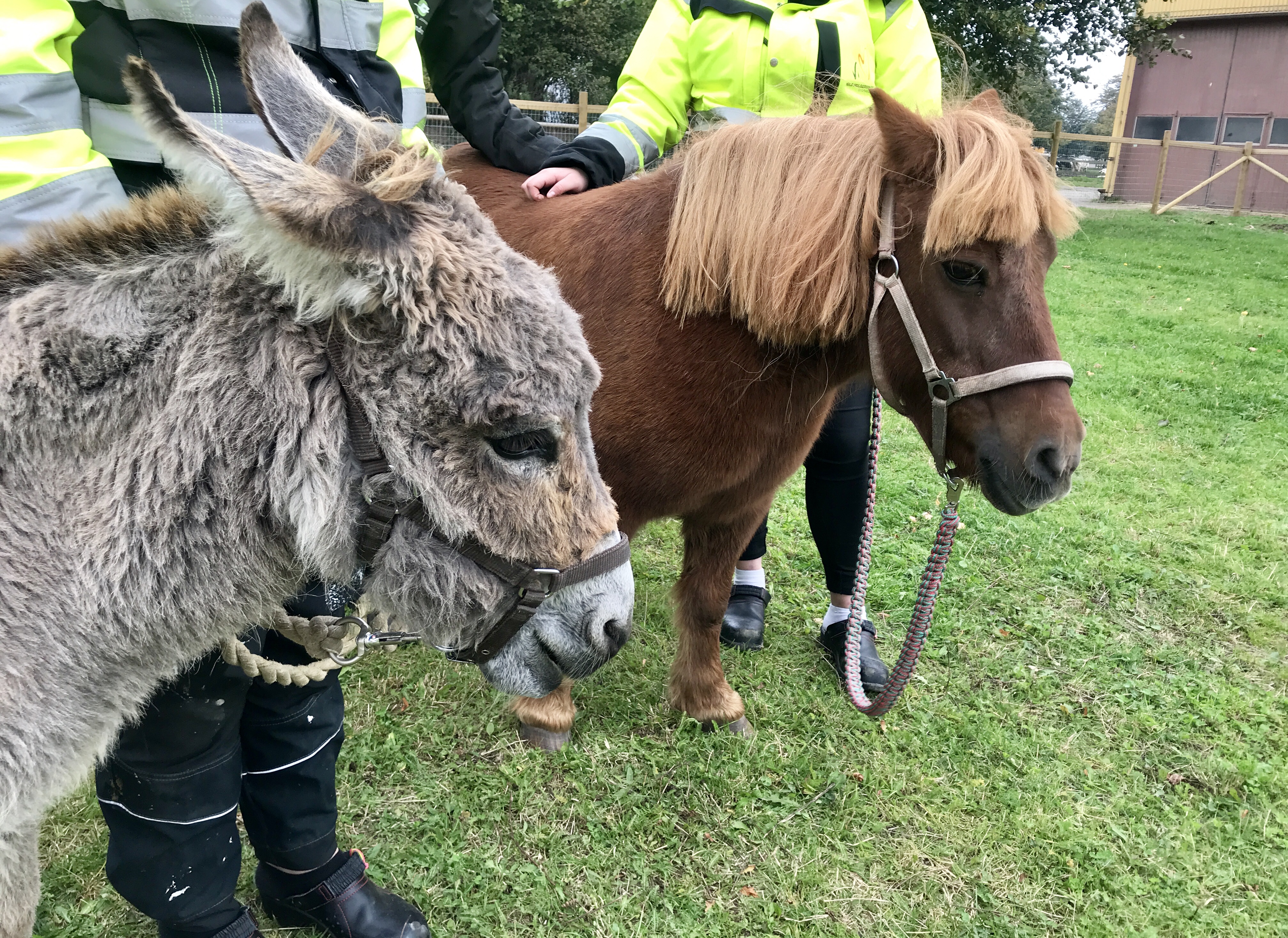 En åsna och en häst är två av djuren som finns på Nils Holgerssongymnasiets nya djurpark.
