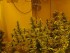 cannabis_puffbild