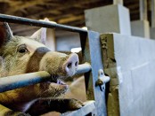 En grisbesättning i Sjöbo har bekräftade fall av sjukdomen Salmonella choleraesuis