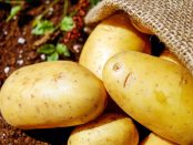 close-up-harvest-potatoes-162673
