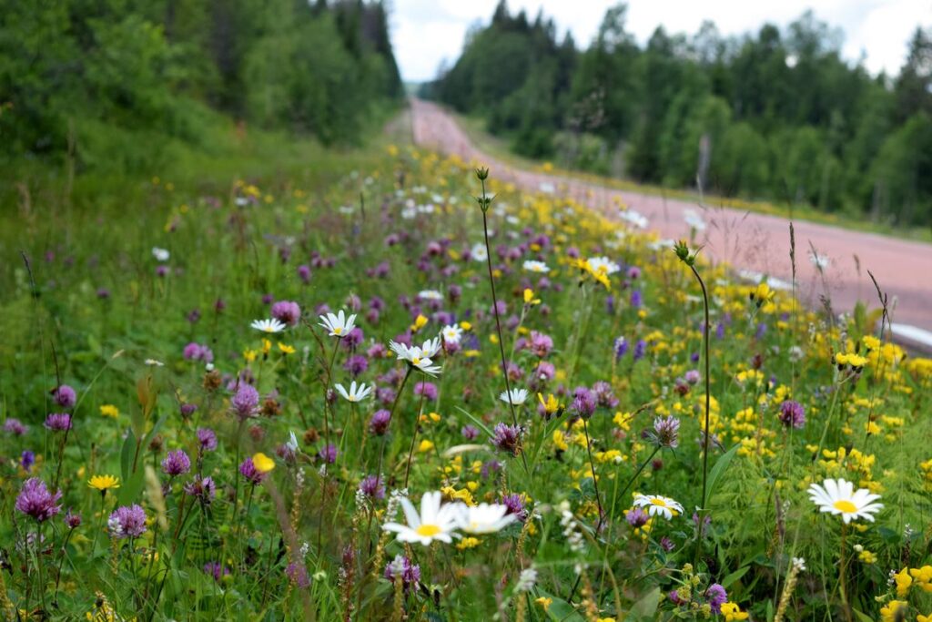 Vägrenen blir nytt hem för ängsväxterna. Foto: Kent Olsson