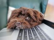 dog-4977599_1920