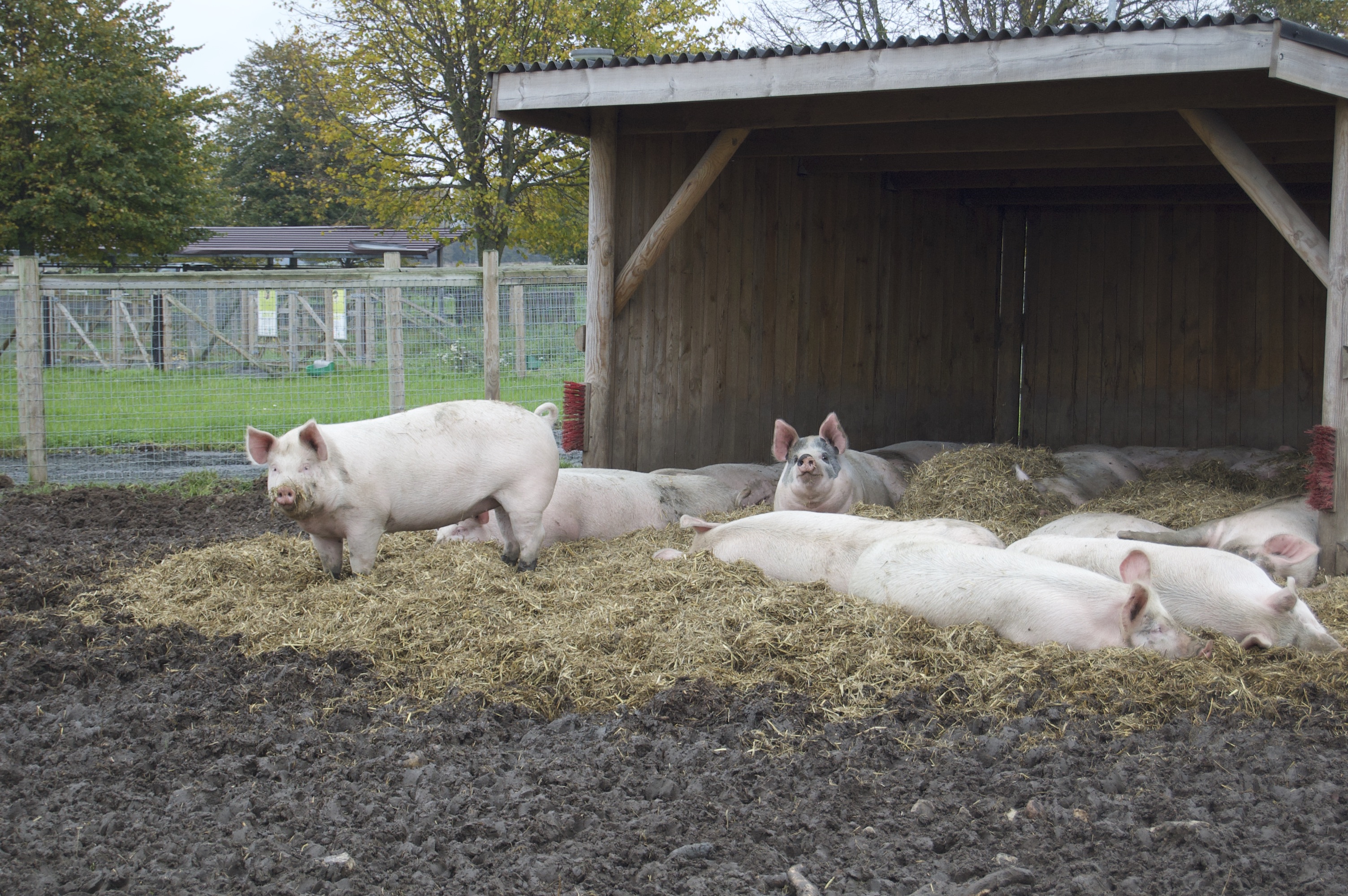 Några av grisarna som för tillfället huserar i Miniparken.